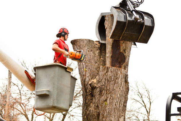 How Our Tree Care Process Works  in  Moses Lake North, WA